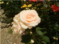 6e55e3c4-Picture 2242.jpg